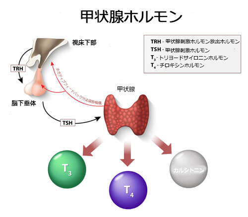 甲状腺ホルモン