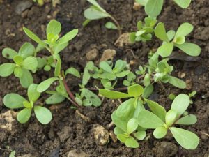 スベリヒユ:10の効能を持つ薬草