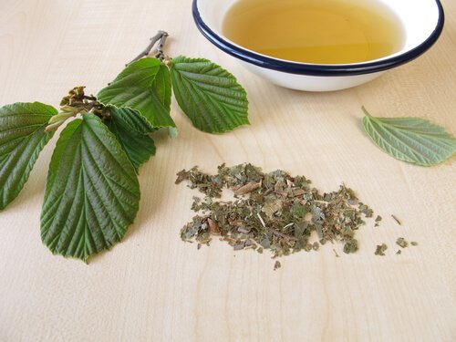 ウィッチヘーゼル