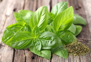 バジルの驚くべき薬用効果