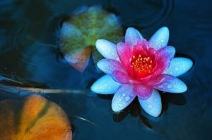 穏やかな心で生きられる、道教の4つの教え