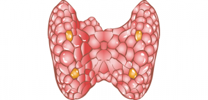 甲状腺のために自宅でできること5つ