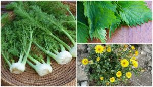 驚きの食用植物8選