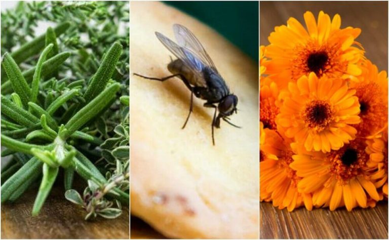 ハエを駆除する6つの自然な方法