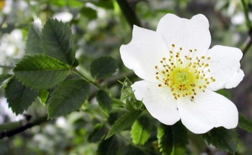 白サンザシの花