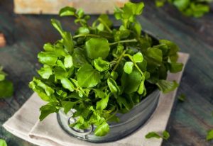 クレソン カルシウムたっぷり植物性食品
