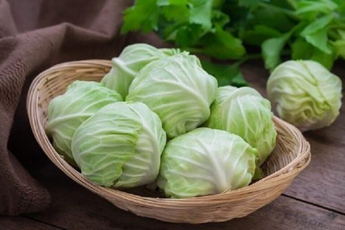 キャベツ 座骨神経痛