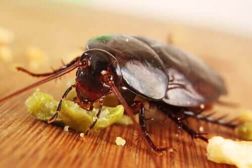 食べ物を食べるゴキブリ