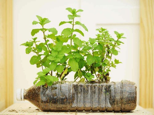 ペットボトル 植木鉢