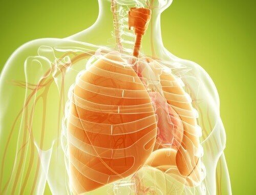 肺のデトックスに役立つ自然療法