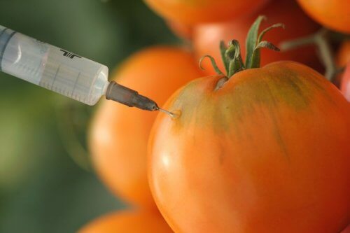 遺伝子組み換えトマト