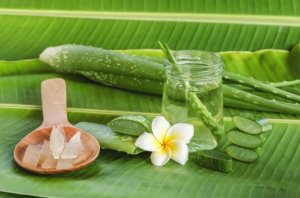 見逃せないアロエベラの健康効果とは?