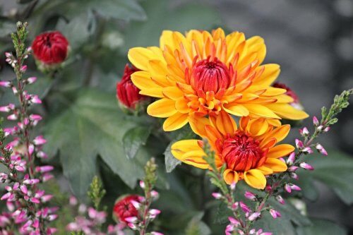 菊　天然防虫剤