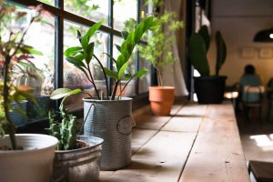 自宅に置いている植物から得られる健康的恩恵とは?
