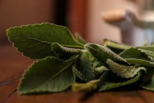 ボルド：肝臓の健康に役立つ自然療法