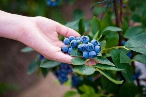 自宅でブルーベリーを栽培する方法