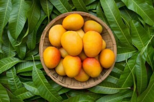 便秘に役立つマンゴの効能と使用法