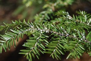 お酢の力で観葉植物に付く害虫を退治する方法