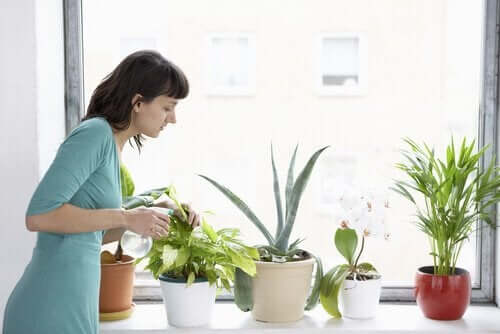 観賞植物に水をやる女性