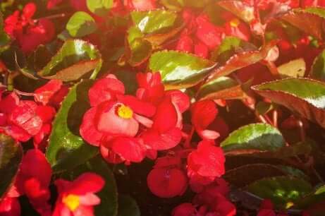 ベランダの花