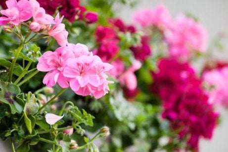 ベランダの花