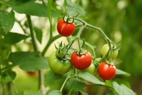 スライストマト4枚からトマトを栽培する方法