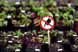 取扱注意:自宅に置くべきではない危険な植物7選