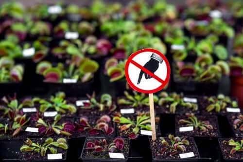 取扱注意：自宅に置くべきではない危険な植物7選