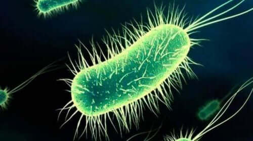 膀胱炎の原因となる細菌