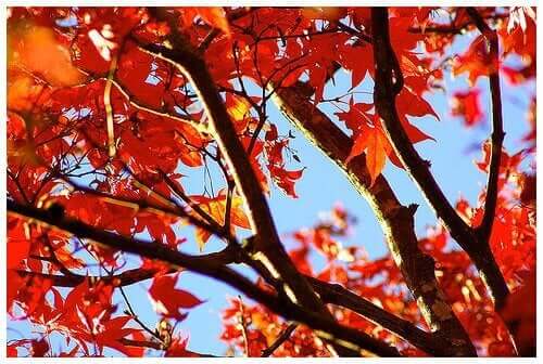 紅葉