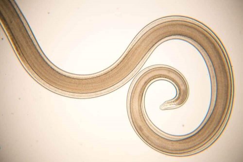 腸内寄生虫と戦う! ミントとスキムミルクの自然療法