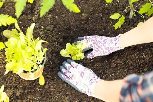 植物を植え替えるときに覚えておきたいこと　植物を取り出す