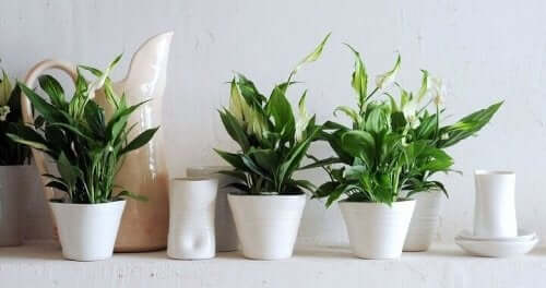 室内で観葉植物を育てるための9つのヒント 環境