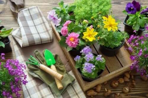 植物を植え替えるときに覚えておきたいこと　季節
