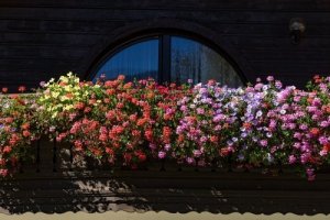 小さな庭でも大丈夫! 香りの良い花5選