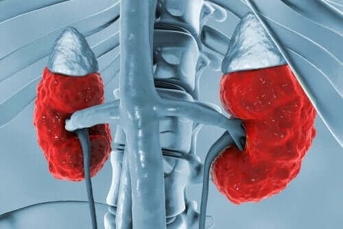 近位尿細管性アシドーシスが起こる原因　腎臓