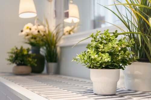 居心地の良い家 観葉植物