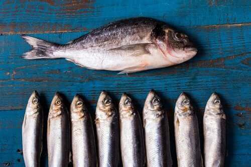 青魚を食べる利点とは