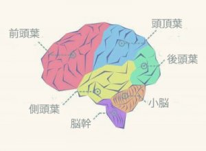 脳葉について知っておくべきすべてのこと
