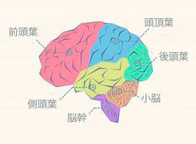 脳葉について知っておくべきすべてのこと