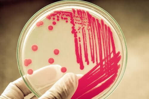 様々な微生物と闘う抗菌薬について　ペトリ皿