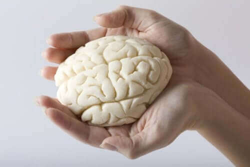 脳葉について知っておくべきすべてのこと　手の中の脳