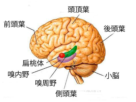 脳葉について知っておくべきすべてのこと