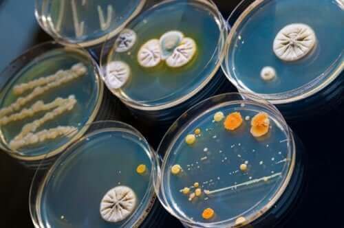 様々な微生物と戦う抗菌薬について 細菌