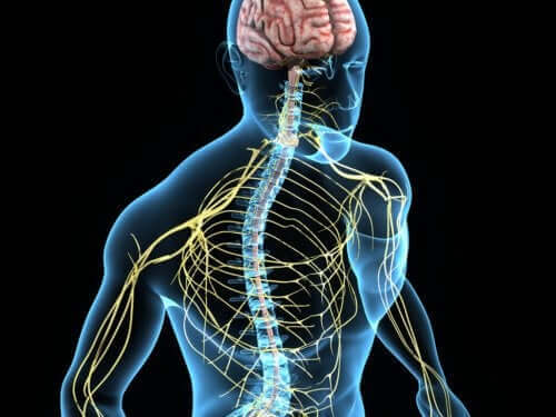 頚神経について知っておくべきすべてのこと　神経系