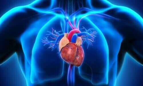 心臓：それぞれの構造とその働きについて　心臓の位置