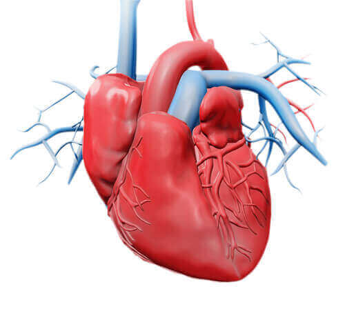 心臓：それぞれの構造とその働きについて　心臓の図解