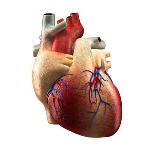 心臓：それぞれの構造とその働きについて