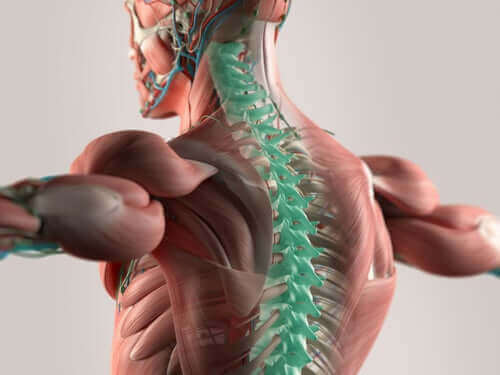 頚神経について知っておくべきすべてのこと　脊柱