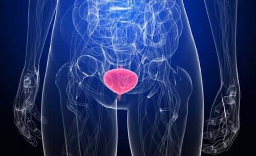 感染場所によって違う!尿路感染症を発症する理由 膀胱のデジタル図解